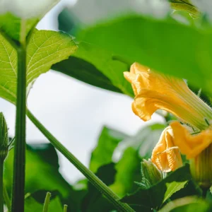 Agrolac® Cosmético